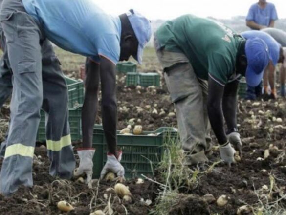 caporalato_sfruttamento_fatiche_oppio_lavoro_nero_